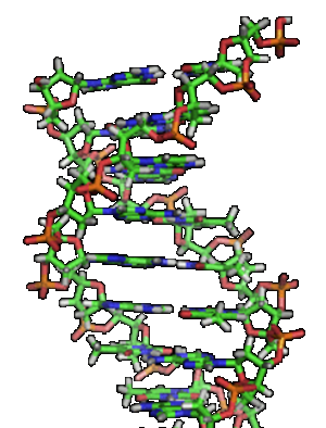 A section of DNA. The bases lie horizontally between the two spiraling strands